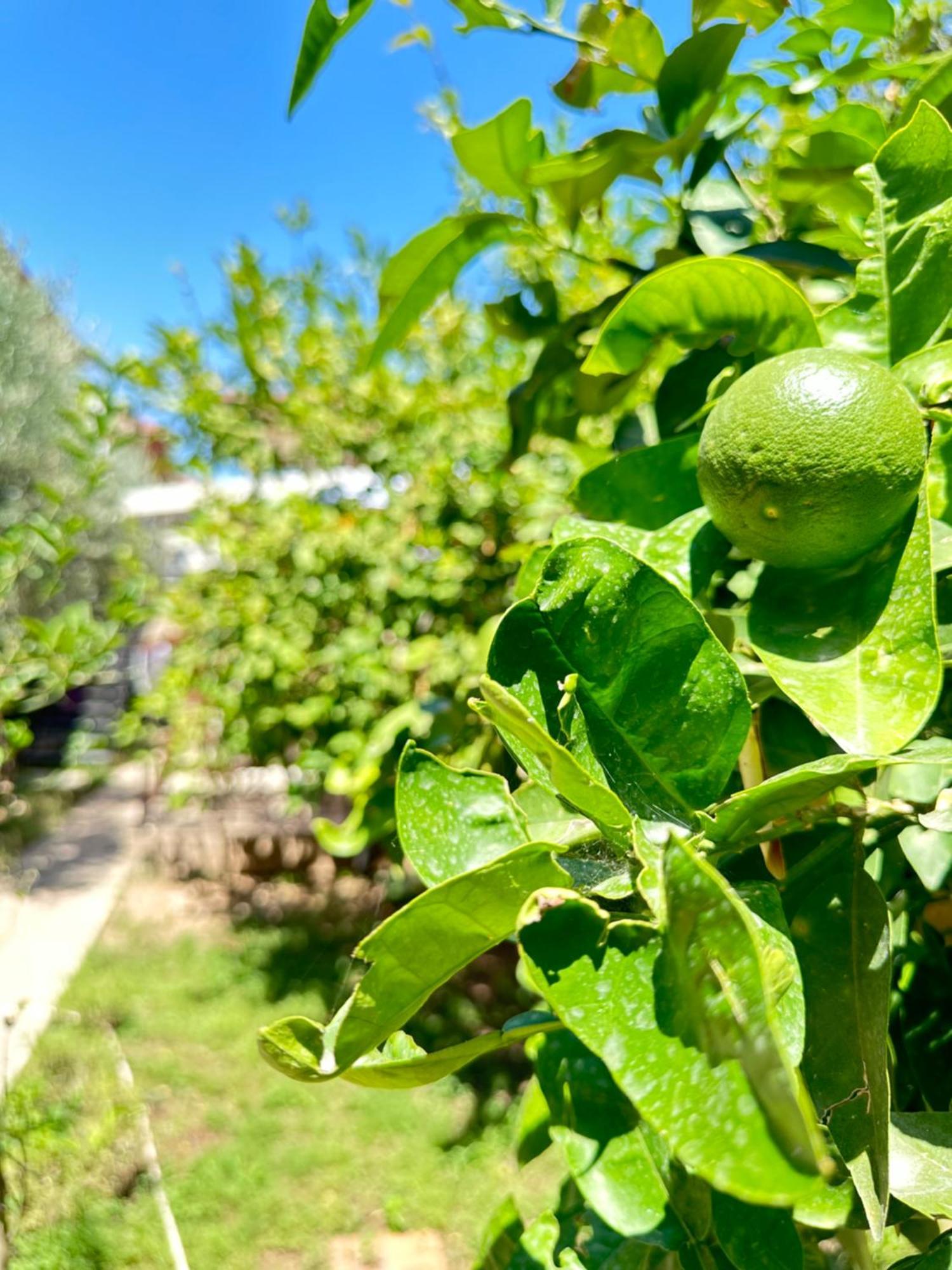 Kaleici Aparts Villa Antalia Esterno foto
